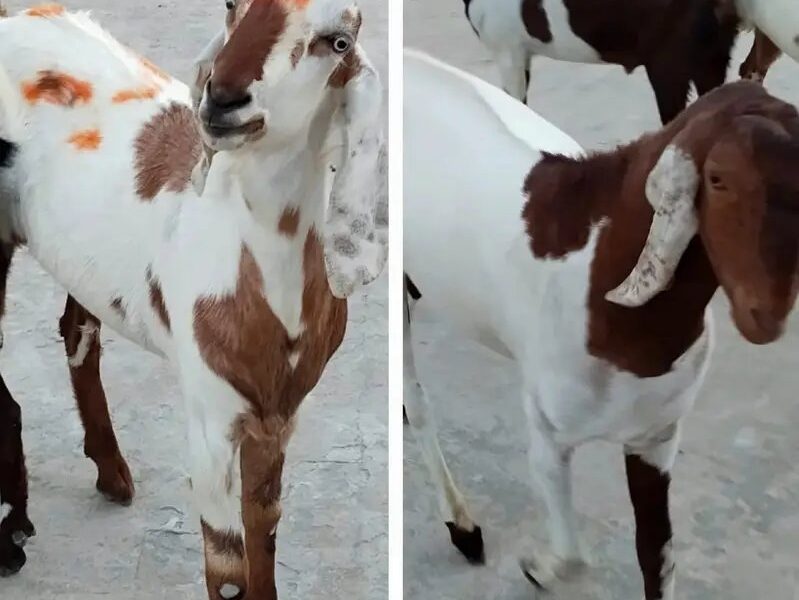 Goats - Bkra - Desi Bkra -