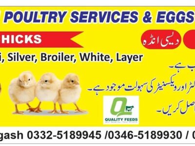 Golden - Misri - Broiler -