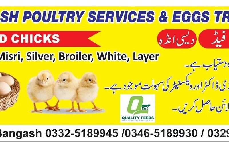 Golden - Misri - Broiler -