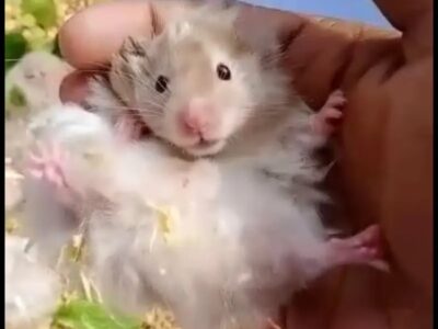 Hamster - Syrian Long Coat