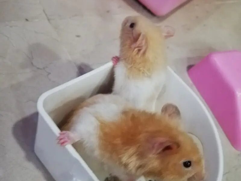 Hamster - Syrian Short Coat