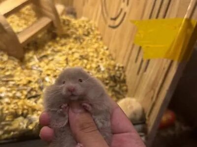 Hamsters Available
