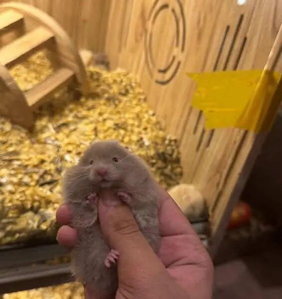 Hamsters Available