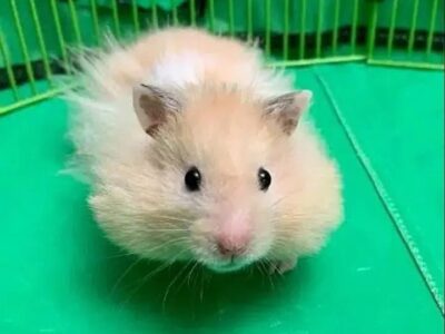 Hamsters in Lahore - Hamster
