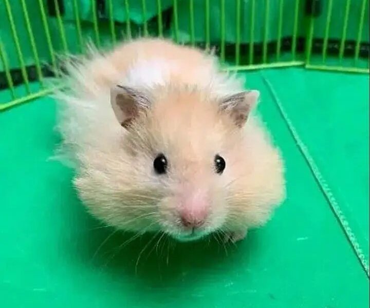 Hamsters in Lahore - Hamster