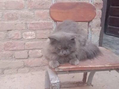 Handsome Male Gray Cat for