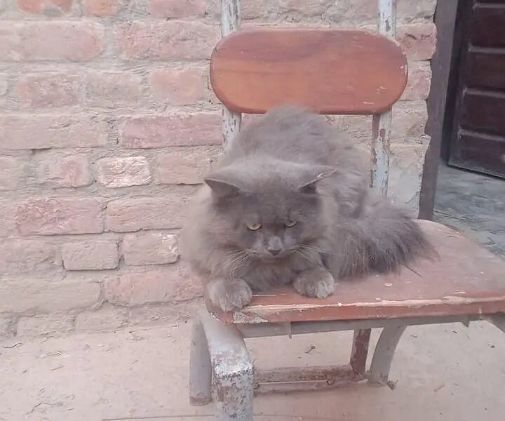 Handsome Male Gray Cat for