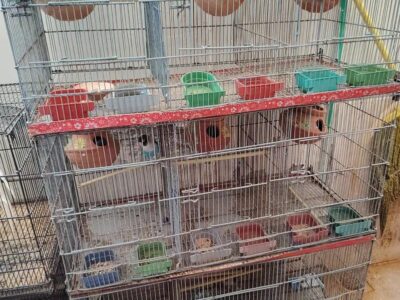 Parrots - Lovebirds -