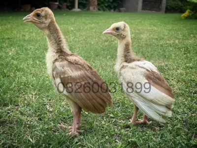 Peacock Chicks - Chicks -