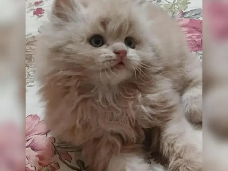 Persian Breed Cat and