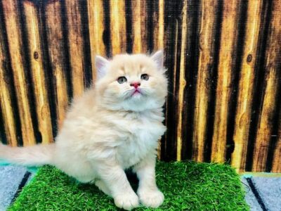 Persian Cat and Kitten Punch