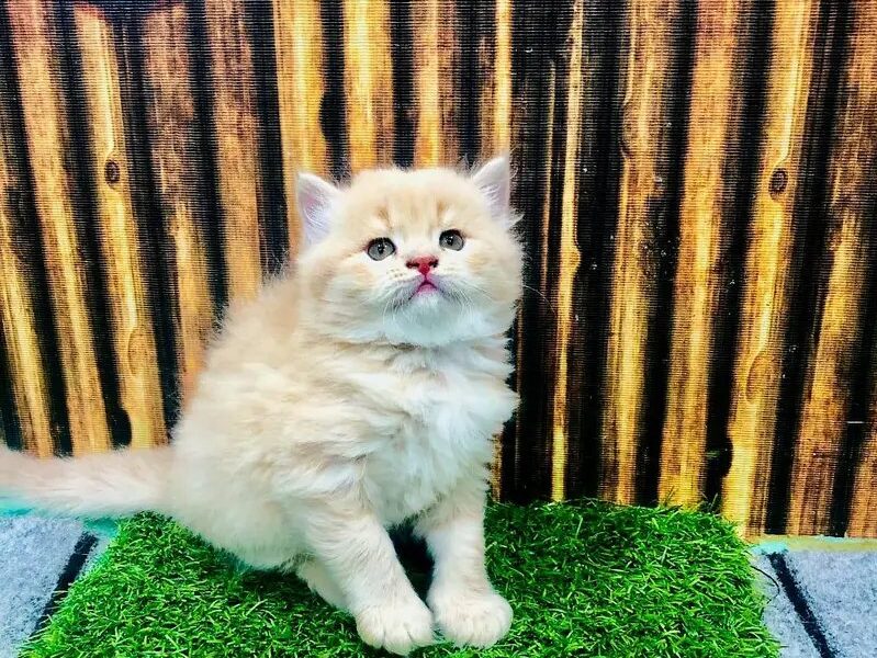Persian Cat and Kitten Punch