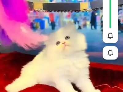 Persian Cat for Sale My