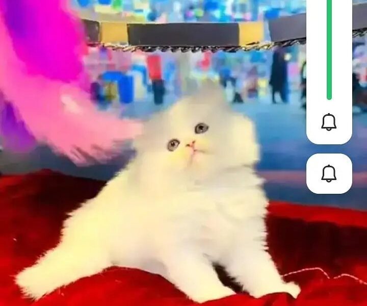 Persian Cat for Sale My