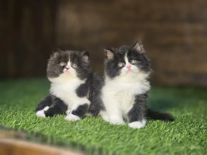 Persian Semi Punch - Persian
