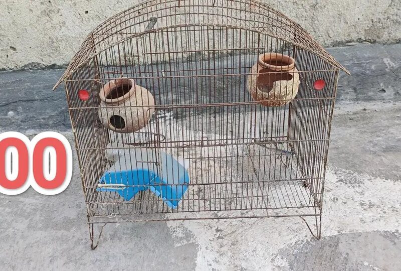 Pet Cages