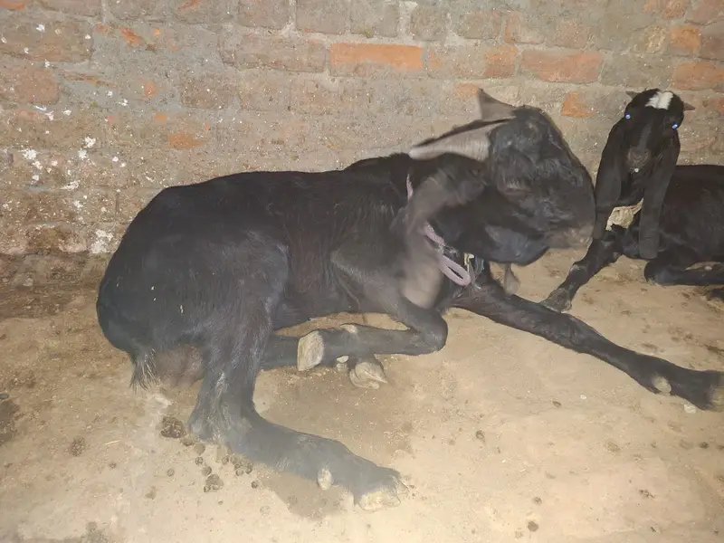 Premium Male Goats for Sale