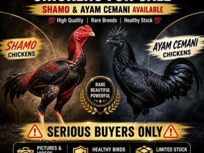 Premium Shamo & Ayam Cemani