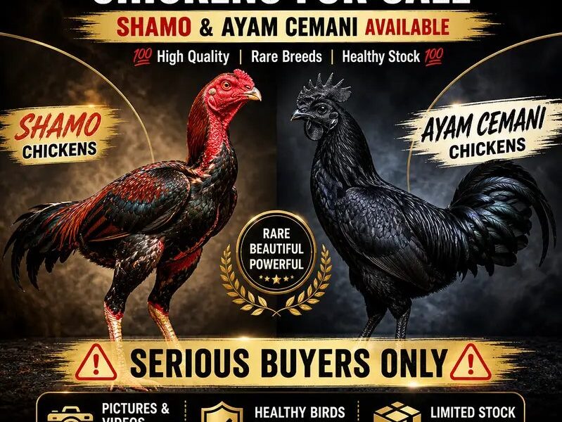 Premium Shamo & Ayam Cemani
