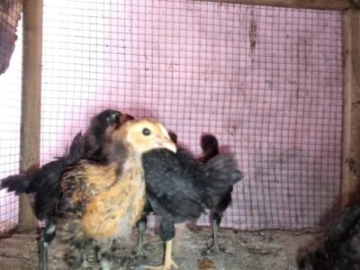 Pure Desi Chicks (Ganda