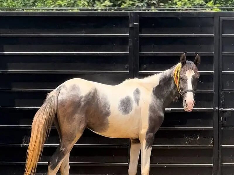 Pure Desi Horse for Sale -