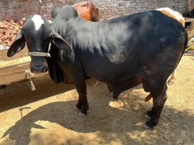 Qurabani Cows - Desi -