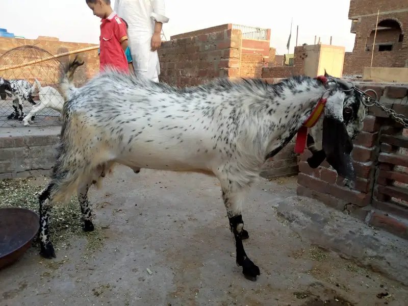 Qurbani Bakra - Mkahi Cheeni