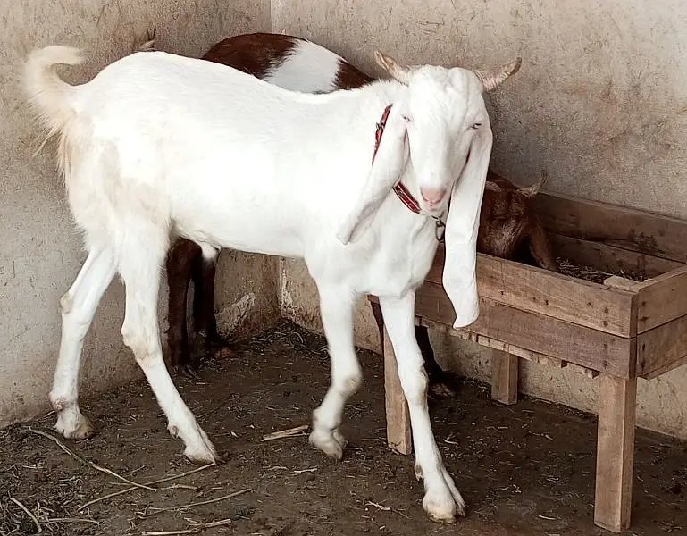 Qurbani Goats for Sale