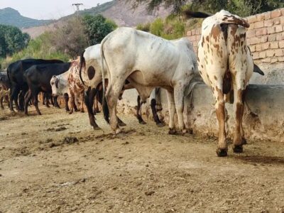 Qurbani Janwar 50plus At
