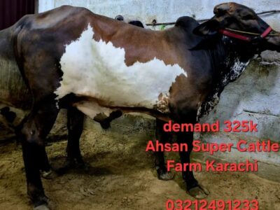 Qurbani Janwar - Bull - Cow