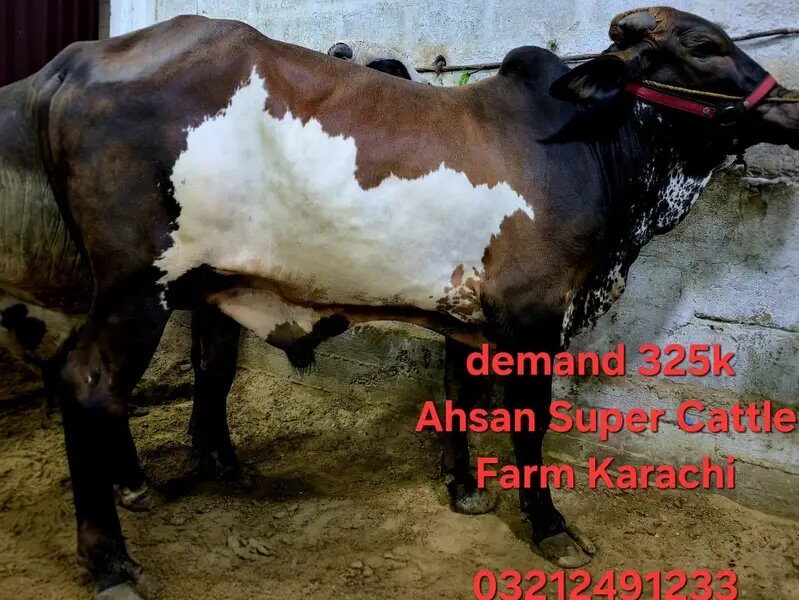 Qurbani Janwar - Bull - Cow