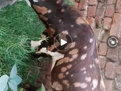 Qurbani Ka Bakra