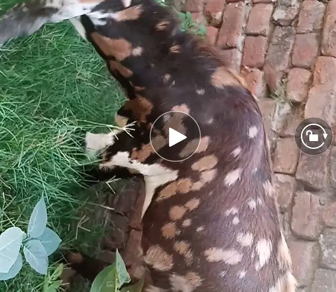 Qurbani Ka Bakra