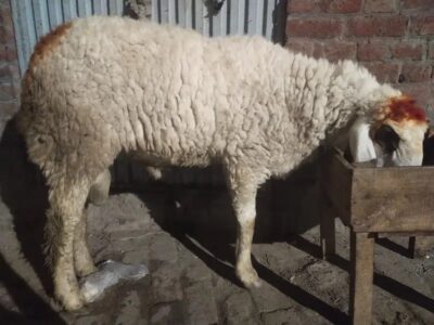 Sheep - Chtra - Kjla Chtra -