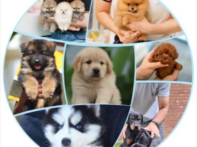 SHIHTZU Golden Retriever