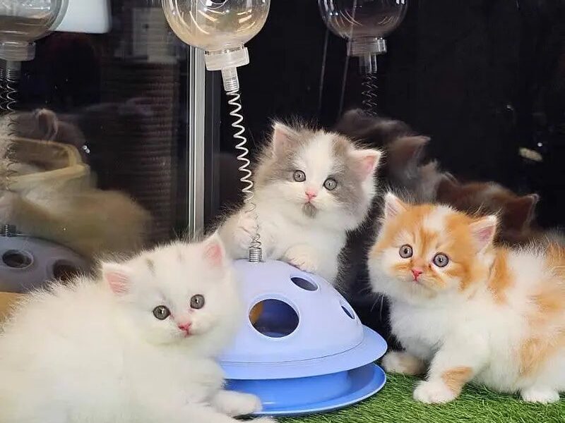 Top Quality Kitten - Punch