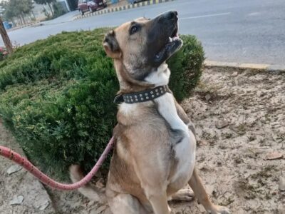 Turkish Kangal Dogs -