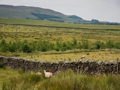 Agriculture Land