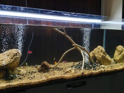 Aquarium - Fish Box - Aquarium