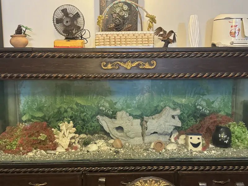 Aquarium Setup 6ft Long –