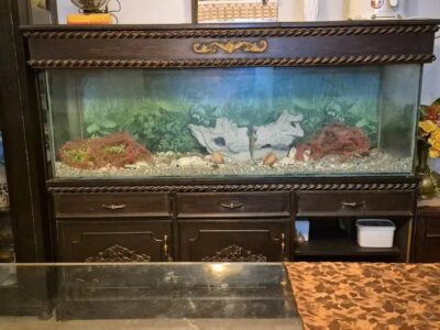 Aquariums (Premium 6 Feet