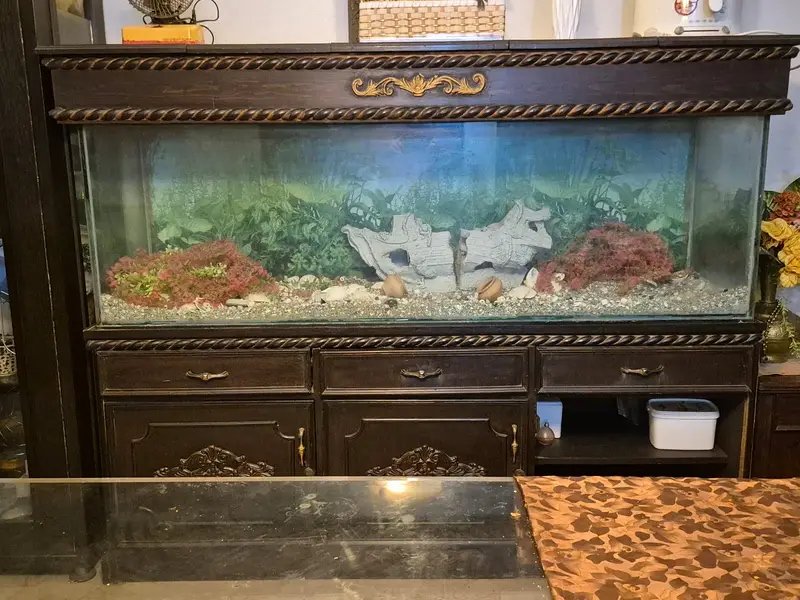 Aquariums (Premium 6 Feet