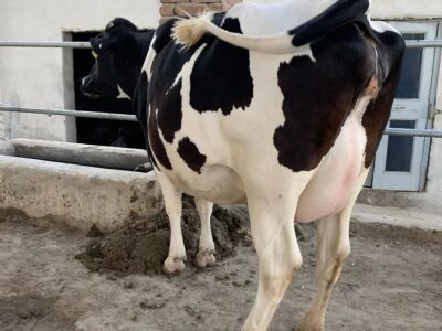 Australian Amarican Cows