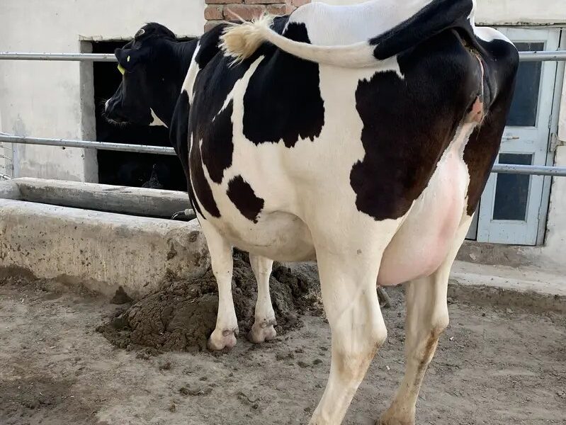 Australian Amarican Cows