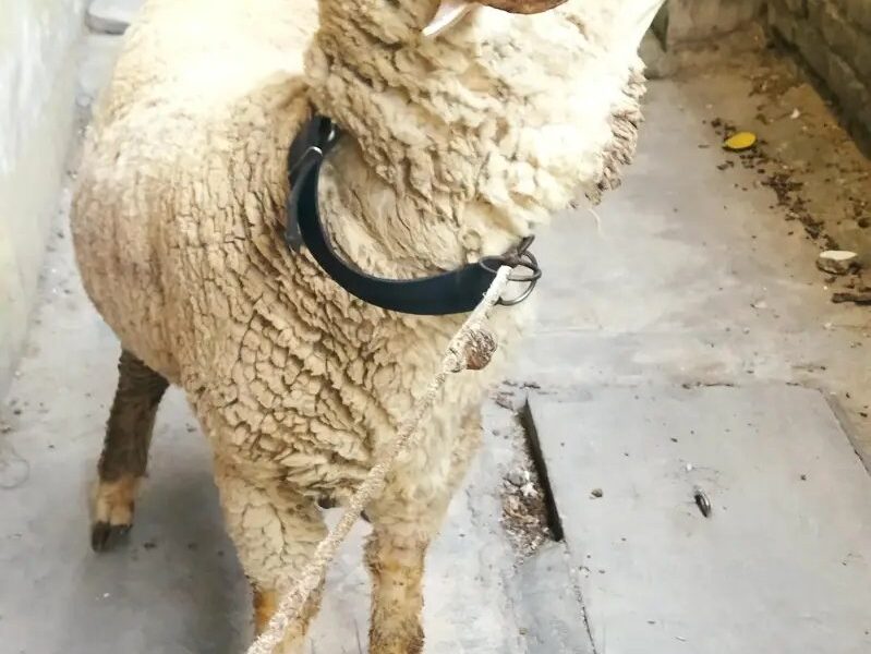 Beautiful Long Tail Male Sheep
