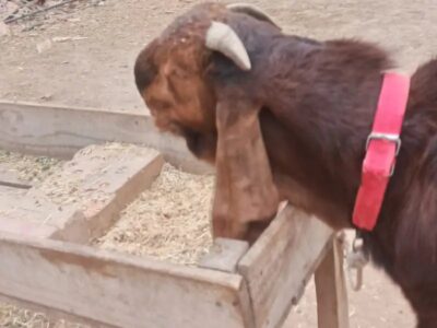 Beetal Bakra - 2 Dant -
