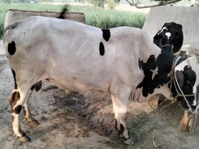 Bull for Sale Hy Agar Kisi