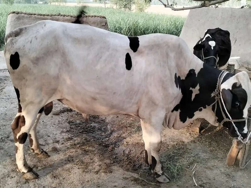 Bull for Sale Hy Agar Kisi