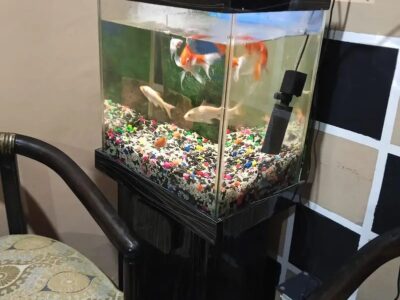 Complete Fish Aquarium Setup