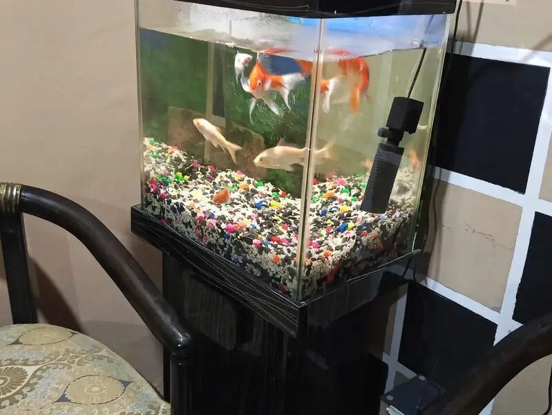 Complete Fish Aquarium Setup